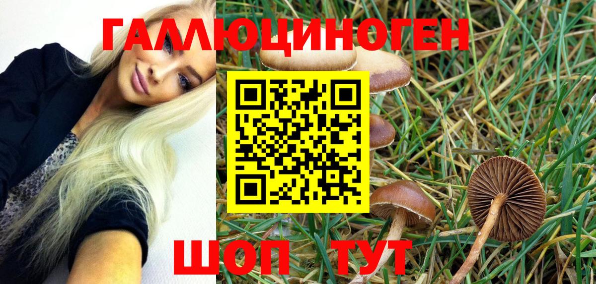 Псилоцибиновые грибы Psilocybe Красноуфимск